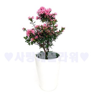 연산홍 (봄한정상품)