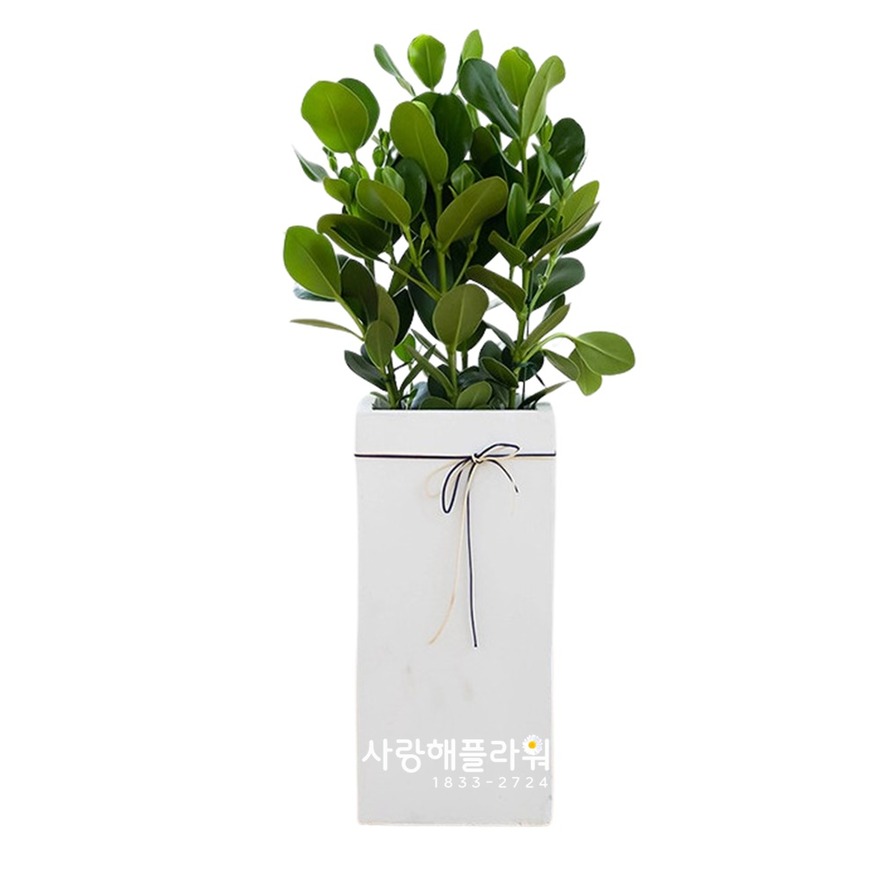 상세이미지