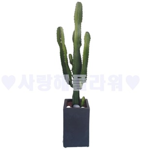 고급스러운 선인장(1m이상)