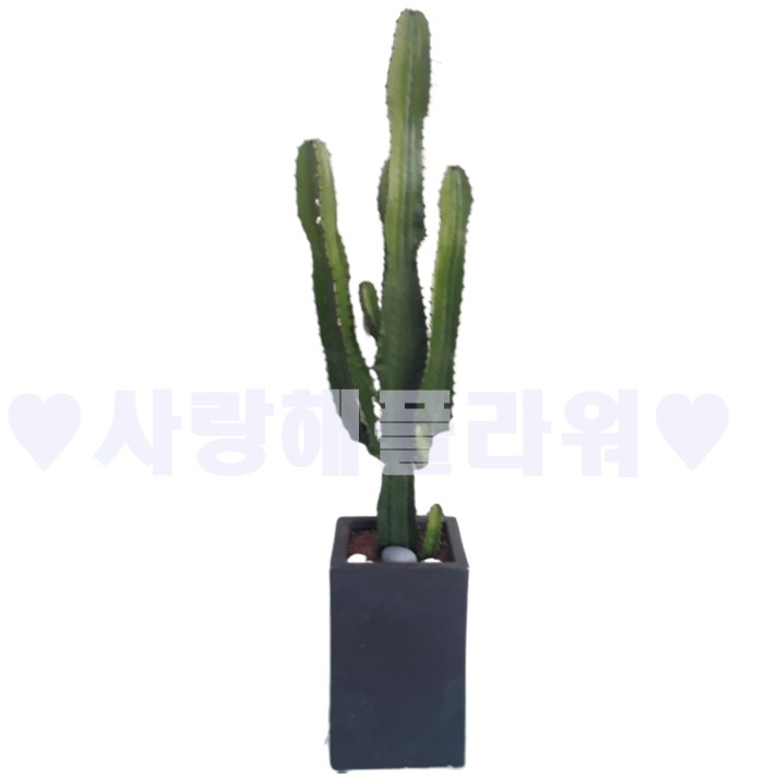 상세이미지