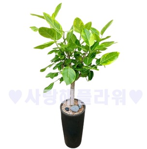 뱅갈 어두운분 (1m30이상)