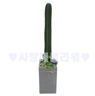 귀면각 고급선인장(80이상)