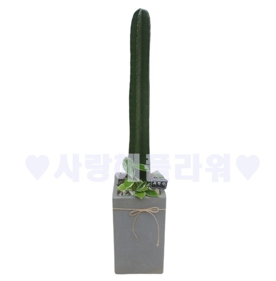 귀면각 고급선인장(80이상)