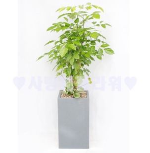행복녹보수 회색분(1m30이상)