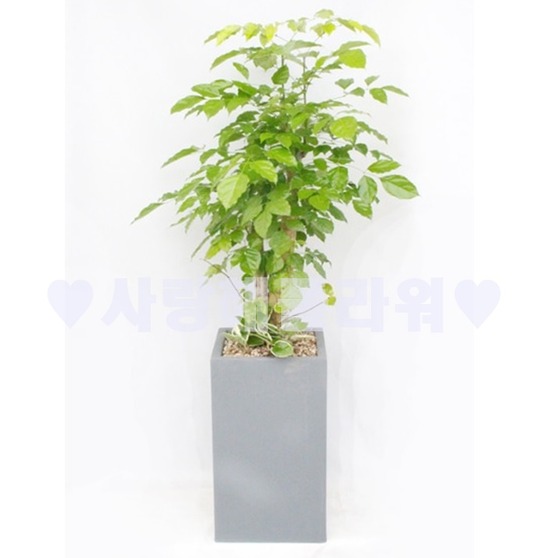 행복녹보수 회색분(1m30이상)