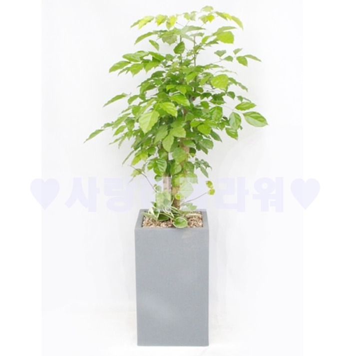 상세이미지