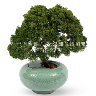 진백 도자기분재 1089