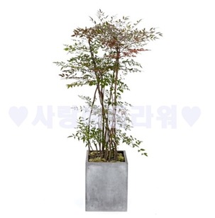 남천 가을추천상품(1m50이상)