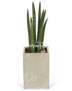 스투키255(키80~1m정도)