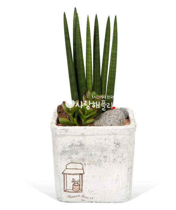 상세이미지