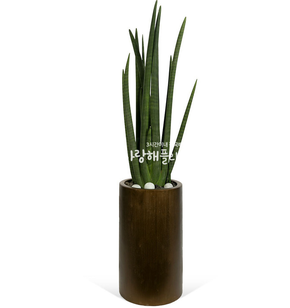 명품 스투키(높이 약1m내외)