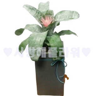 에크메아 파사이타222 (80이상)