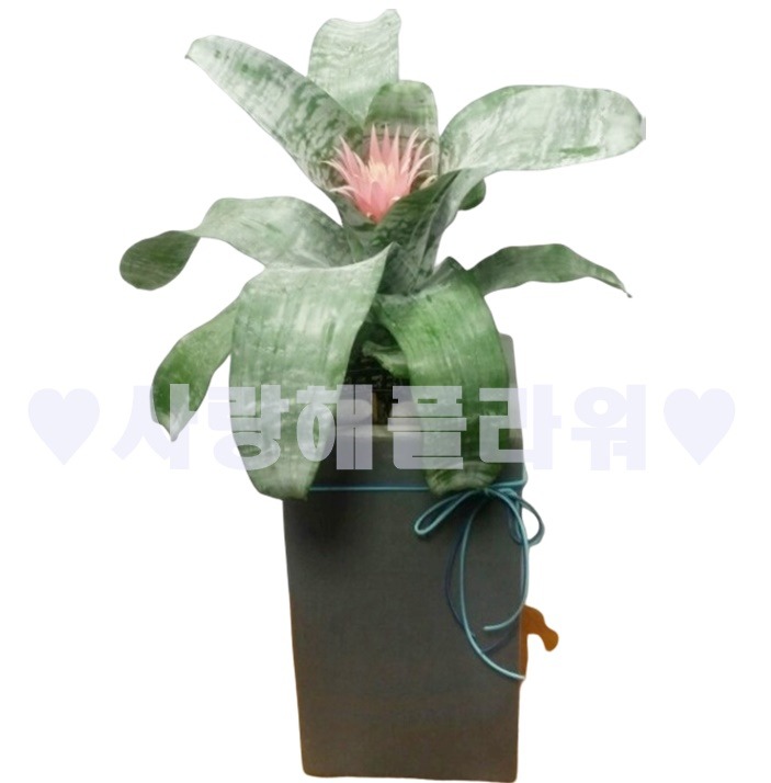 상세이미지