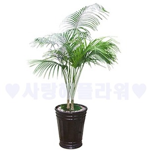 겐자야자 고급분 (1m50이상)