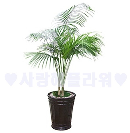 겐자야자 고급분 (1m50이상)