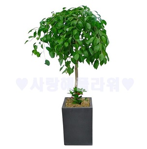 복덩어리 벤자민 (1m50이상)