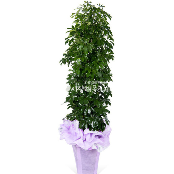 홍콩야자 (약160이상)