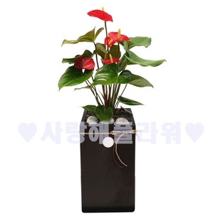 안시리움(공기정화)
