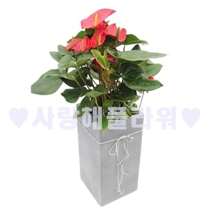 안시리움 회색분