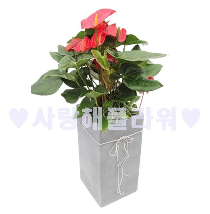 상세이미지