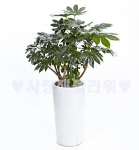 팔손이 60~1m가량