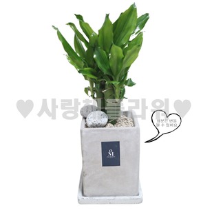 황금죽(30~50가량)