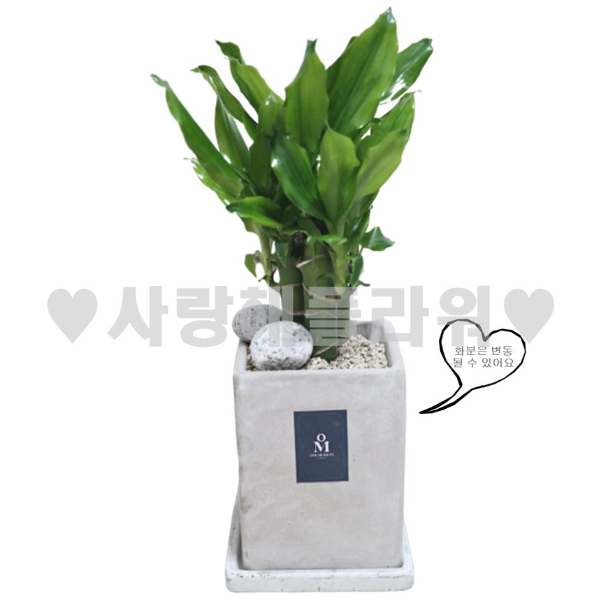 상세이미지