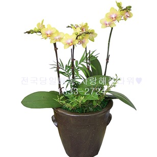 3.아싸노랑호접