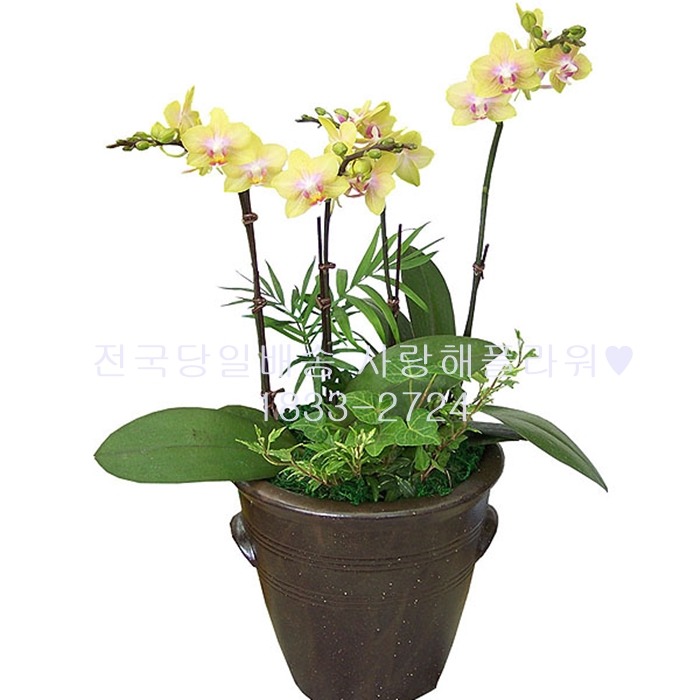상세이미지