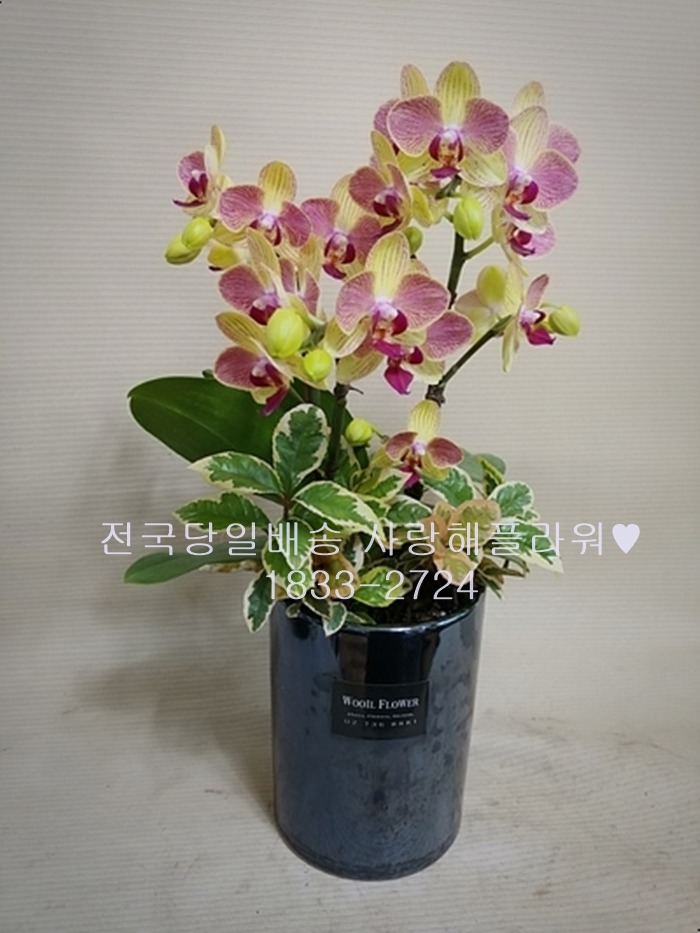 상세이미지