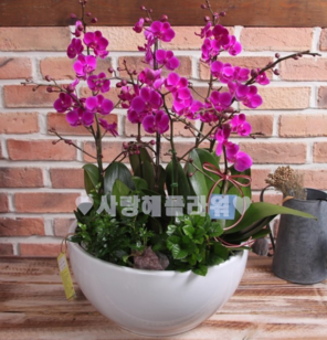 6.해피해피 만천홍