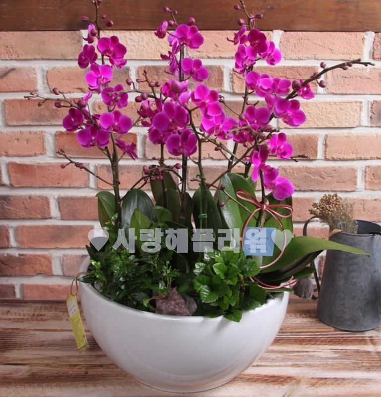 상세이미지