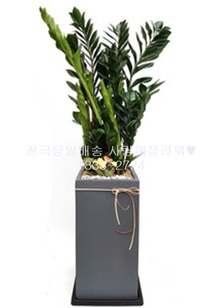 다이아 금전수 시멘트분(1m20가량)