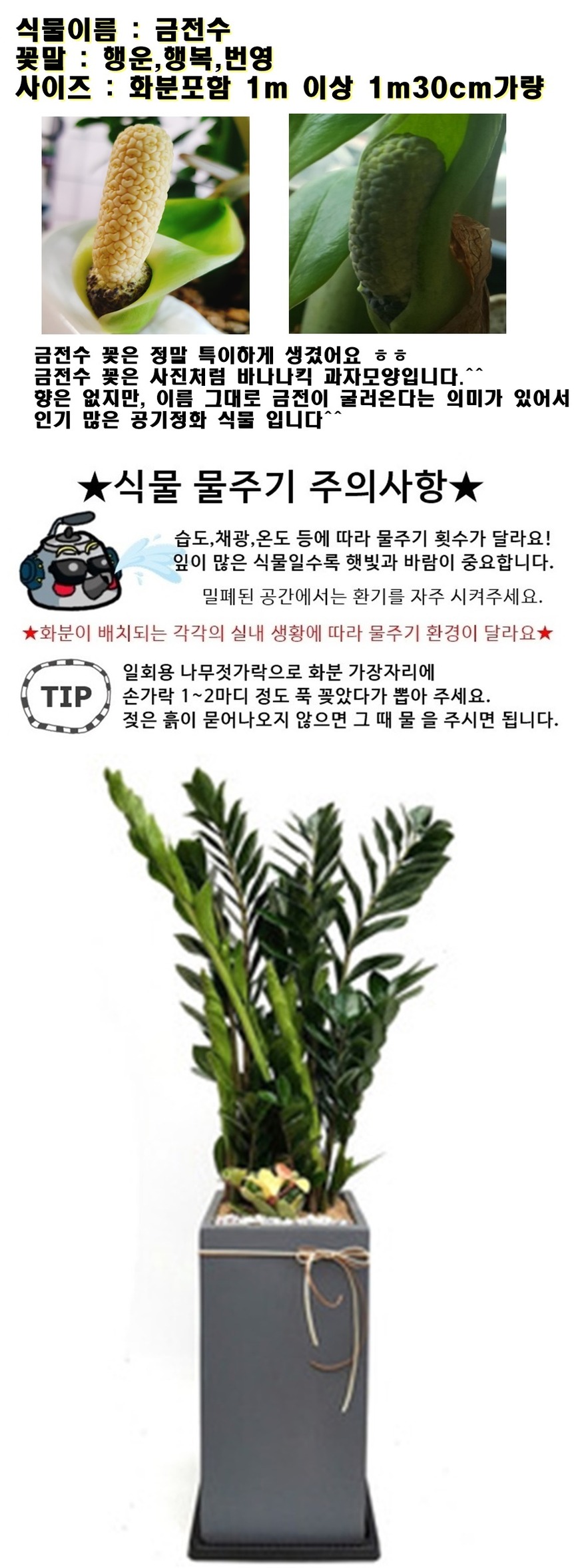 상세이미지