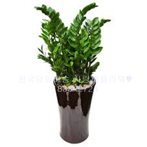 대박 금전수