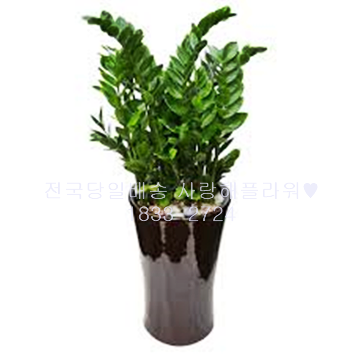 상세이미지