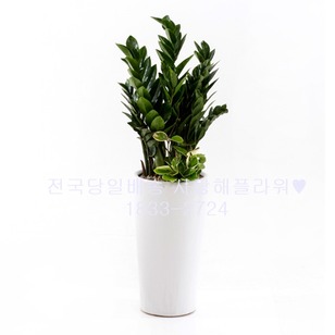 인기금전수