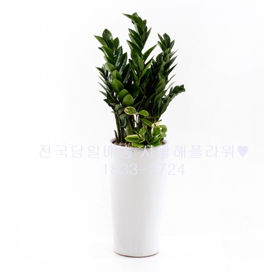 인기금전수