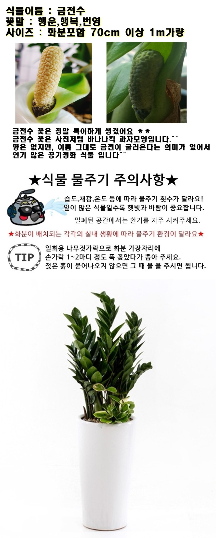 상세이미지