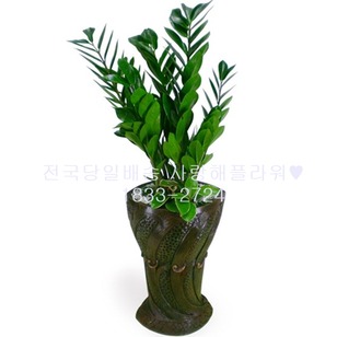 마블금전수(60~80가량)