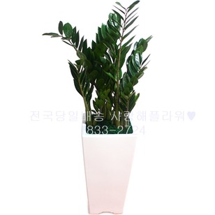 베스트금전수