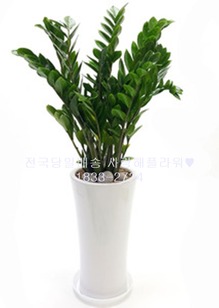 대박성공 금전수