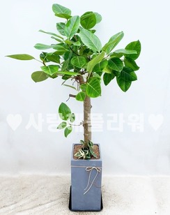 고급분위기! 뱅갈나무(시멘트분) 1m50이상