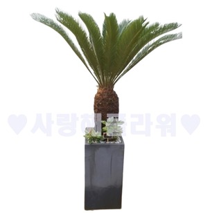 카페인테리어 소철 (1m30이상)