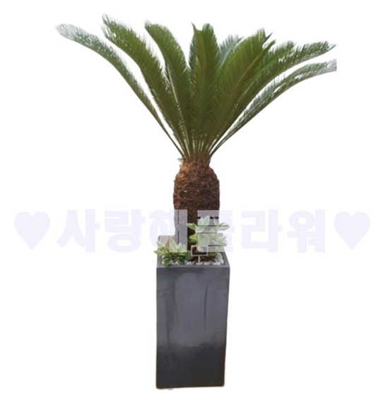 카페인테리어 소철 (1m30이상)