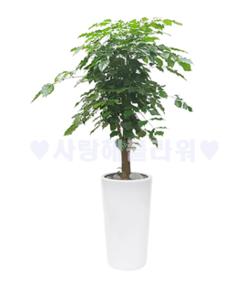 행복주는 녹보수 (1m30가량)
