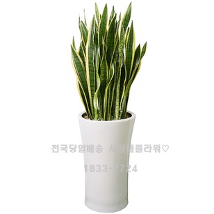 산소뿜뿜 산세베리아