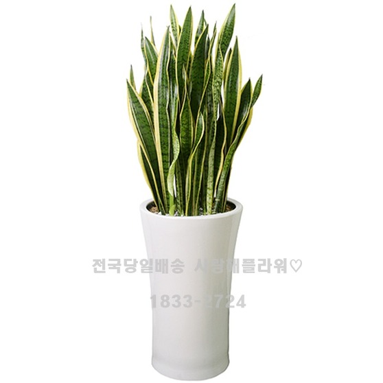 산소뿜뿜 산세베리아
