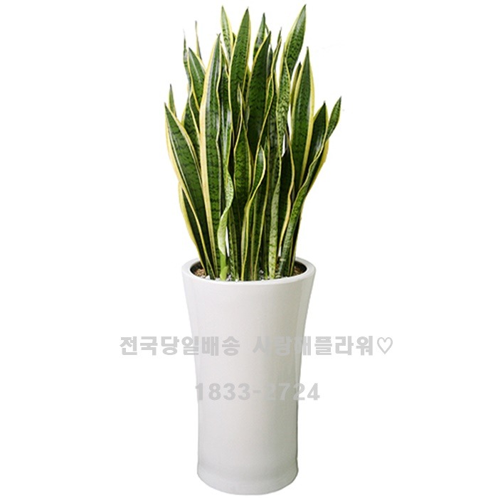 상세이미지