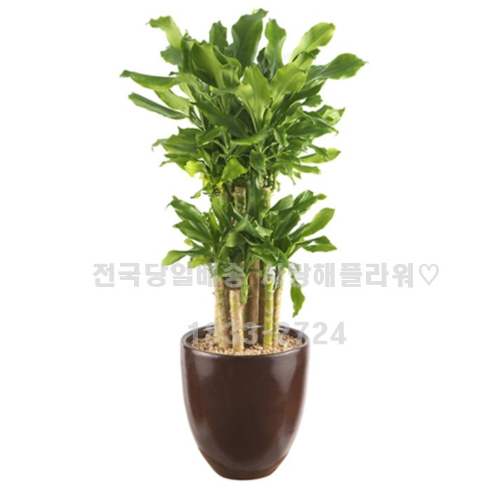 상세이미지